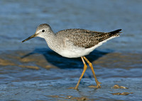 Lesser Yellowlegs Tringa flavipes
