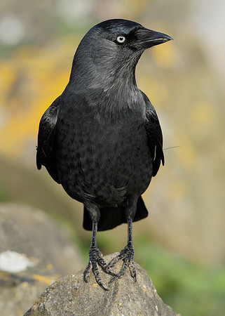 Jackdaw Corvus monedula