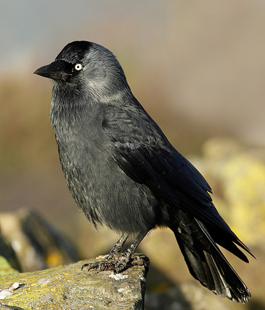 Jackdaw Corvus monedula