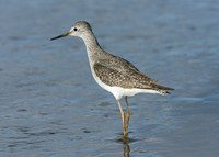 Lesser Yellowlegs Tringa flavipes
