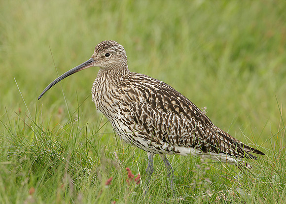 Curlew Numenius arquata