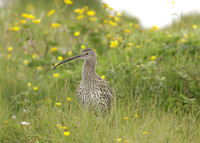 Curlew Numenius arquata