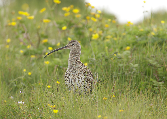 Curlew Numenius arquata