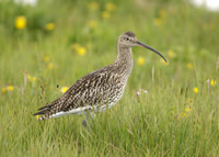 Curlew Numenius arquata