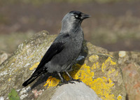 Jackdaw Corvus monedula