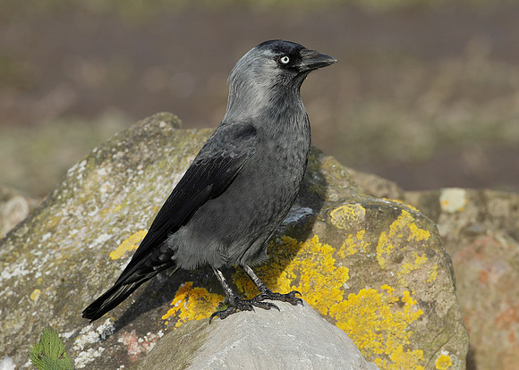 Jackdaw Corvus monedula
