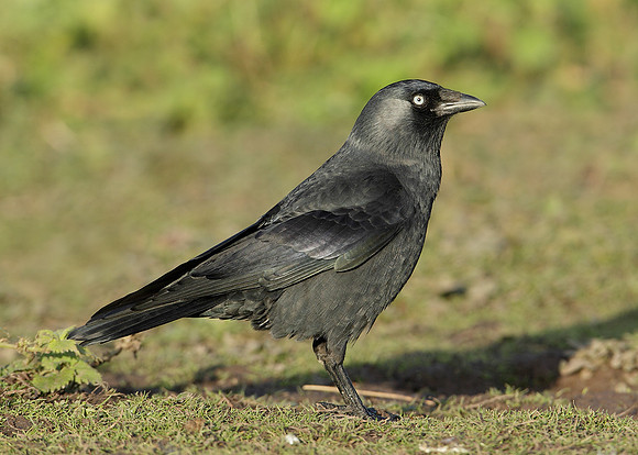 Jackdaw Corvus monedula