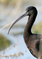 Glossy Ibis Plegadis falcinellus