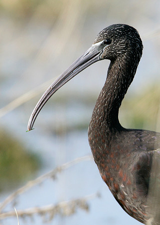 Glossy Ibis Plegadis falcinellus