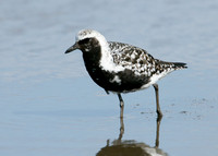Grey Plover Pluvialus squatarola