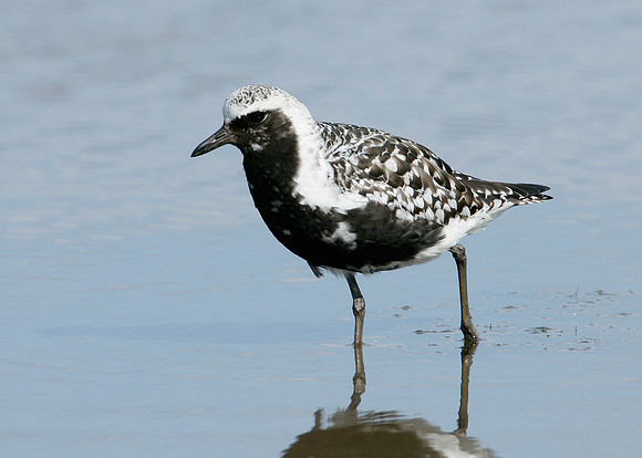 Grey Plover Pluvialus squatarola