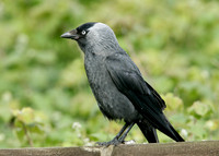 Jackdaw Corvus monedula