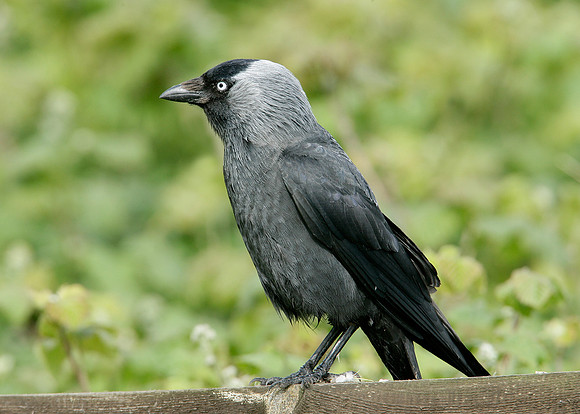 Jackdaw Corvus monedula