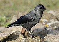 Jackdaw Corvus monedula