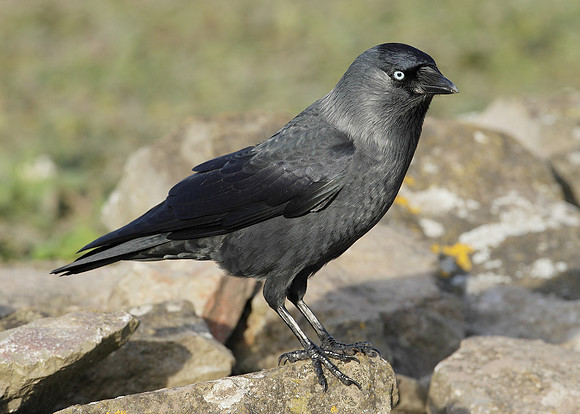 Jackdaw Corvus monedula
