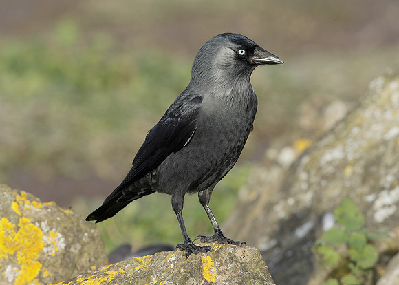 Jackdaw Corvus monedula