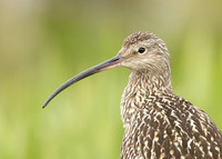 Curlew Numenius arquata
