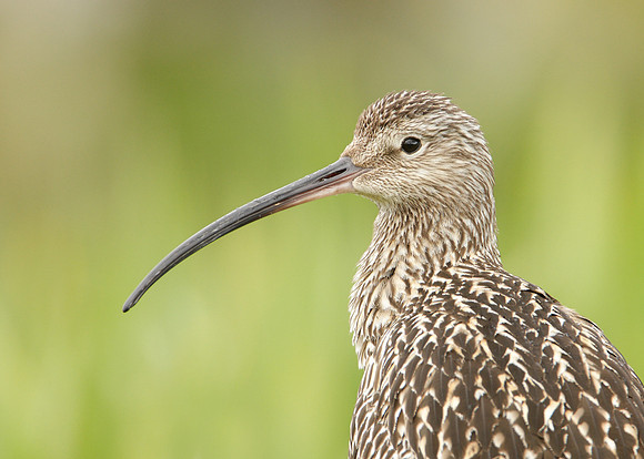 Curlew Numenius arquata
