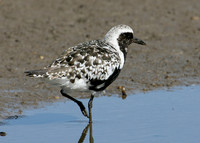 Grey Plover Pluvialus squatarola