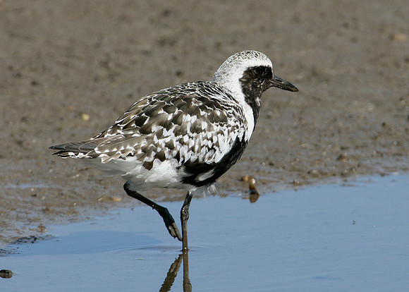 Grey Plover Pluvialus squatarola