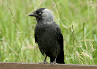 Jackdaw Corvus monedula