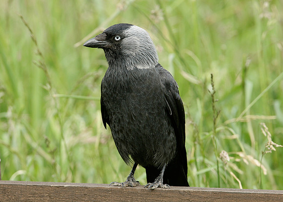 Jackdaw Corvus monedula