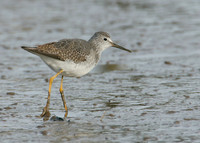 Lesser Yellowlegs Tringa flavipes