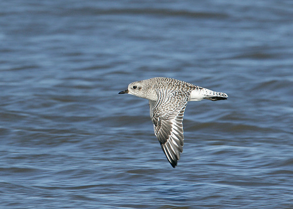 Grey Plover Pluvialus squatarola