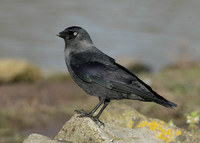 Jackdaw Corvus monedula