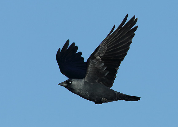 Jackdaw Corvus monedula