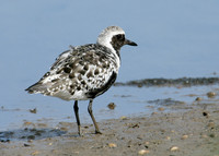 Grey Plover Pluvialus squatarola