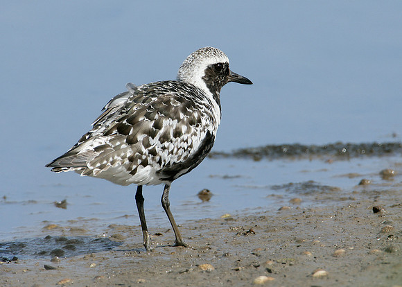 Grey Plover Pluvialus squatarola