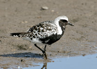 Grey Plover Pluvialus squatarola