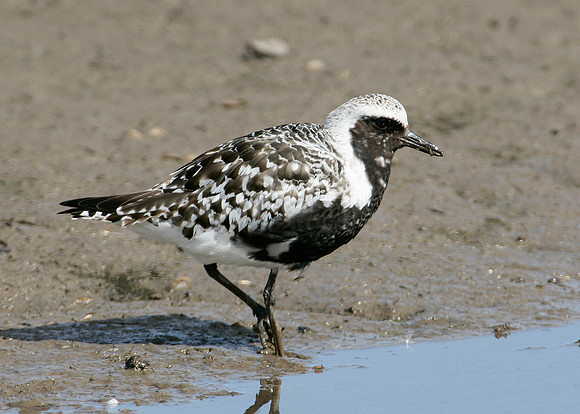 Grey Plover Pluvialus squatarola