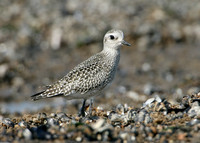 Grey Plover Pluvialus squatarola