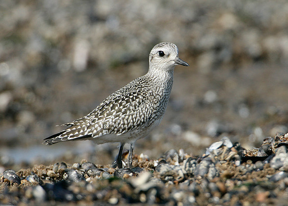 Grey Plover Pluvialus squatarola