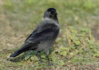 Jackdaw Corvus monedula