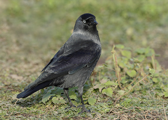 Jackdaw Corvus monedula