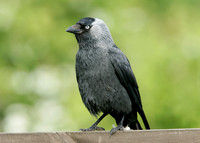 Jackdaw Corvus monedula