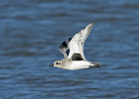 Grey Plover Pluvialus squatarola