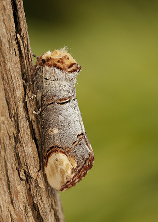 71.025 BF1994 Buff-tip Phalera bucephala