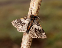 70.249 BF1929 Rannoch Brindled Beauty Lycia lapponaria