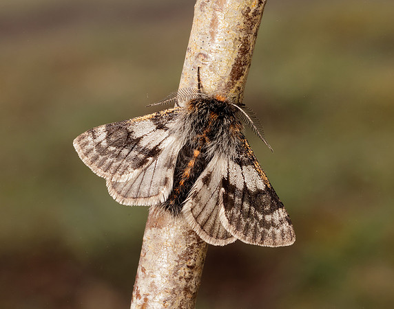 70.249 BF1929 Rannoch Brindled Beauty Lycia lapponaria