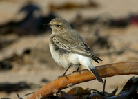 Pied Wheatear Oenanthe pleschanka