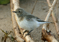 Pied Wheatear Oenanthe pleschanka