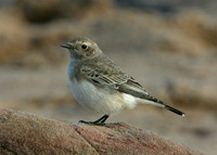 Pied Wheatear Oenanthe pleschanka