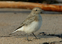 Pied Wheatear Oenanthe pleschanka
