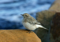 Pied Wheatear Oenanthe pleschanka