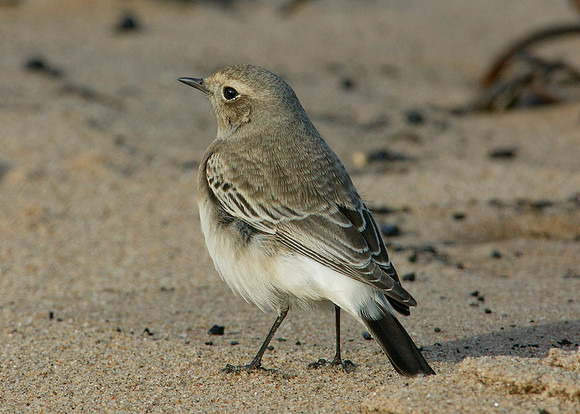Pied Wheatear Oenanthe pleschanka
