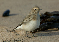 Pied Wheatear Oenanthe pleschanka
